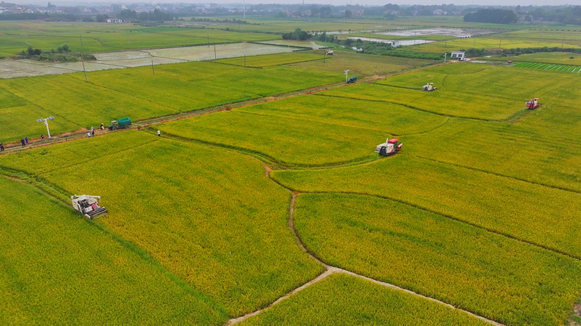 數(shù)臺收割機(jī)同時作業(yè)。常德市鼎城區(qū)融媒體中心供圖
