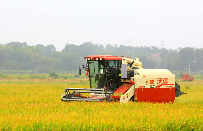 早稻收割忙，農(nóng)機(jī)來助力。常德市鼎城區(qū)融媒體中心供圖