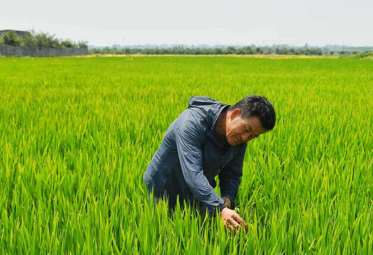 程夕兵在農(nóng)田里檢查水稻種植情況。人民網(wǎng)記者 周坤 攝